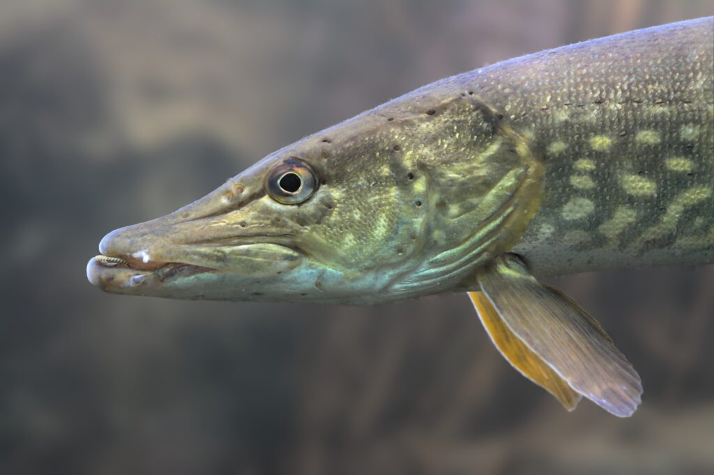 🎣 Vissen in Kaszuby · Villa Alcmaria